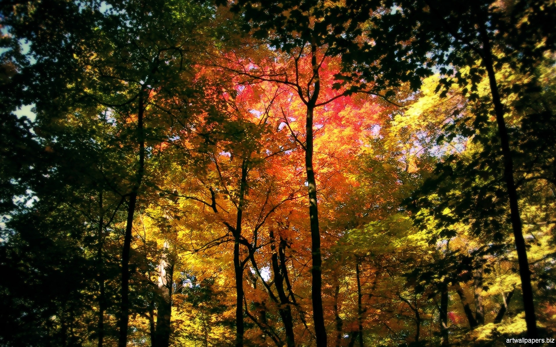 Autumn Wallpaper Widescreen Full HD 1080p