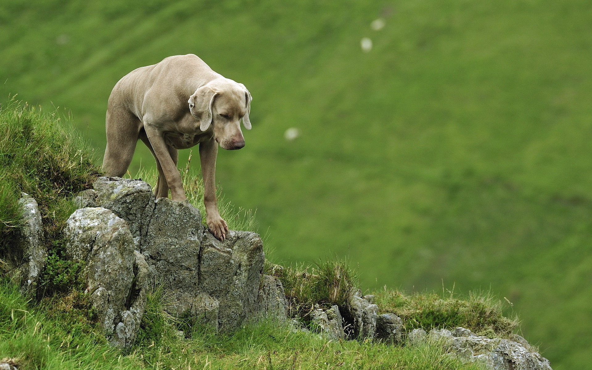 Best Weimaraner Desktop Background