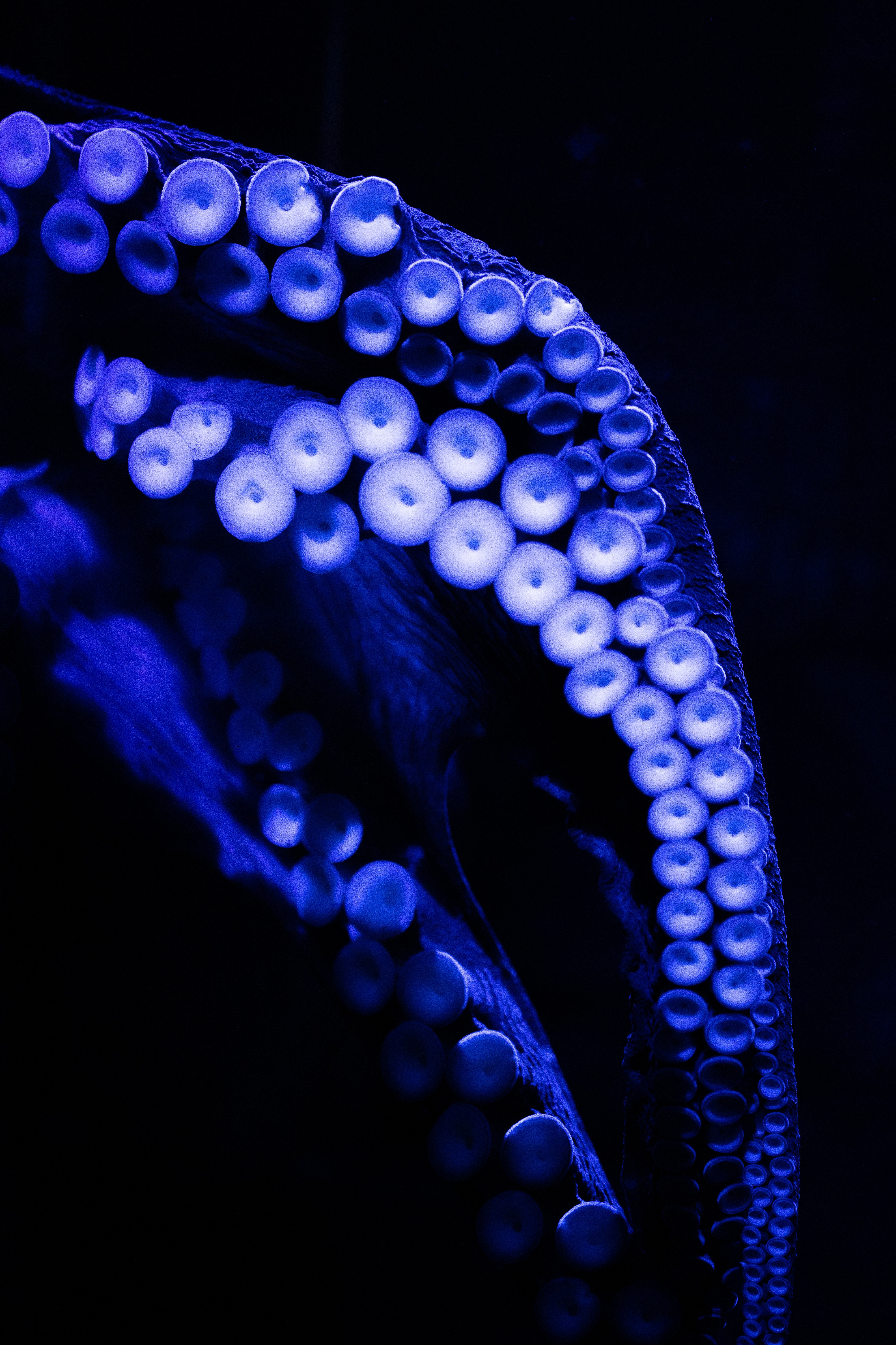 Wallpaper Octopus Tentacles Close Up Blue