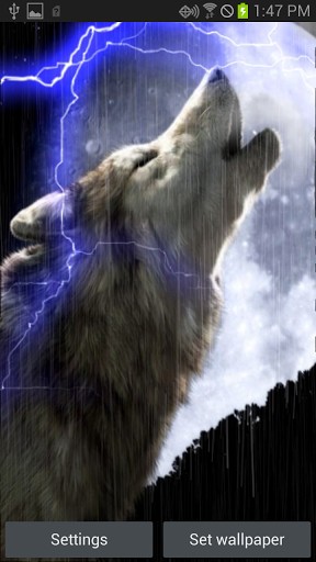Raining Wolf Live Wallpaper App For Android