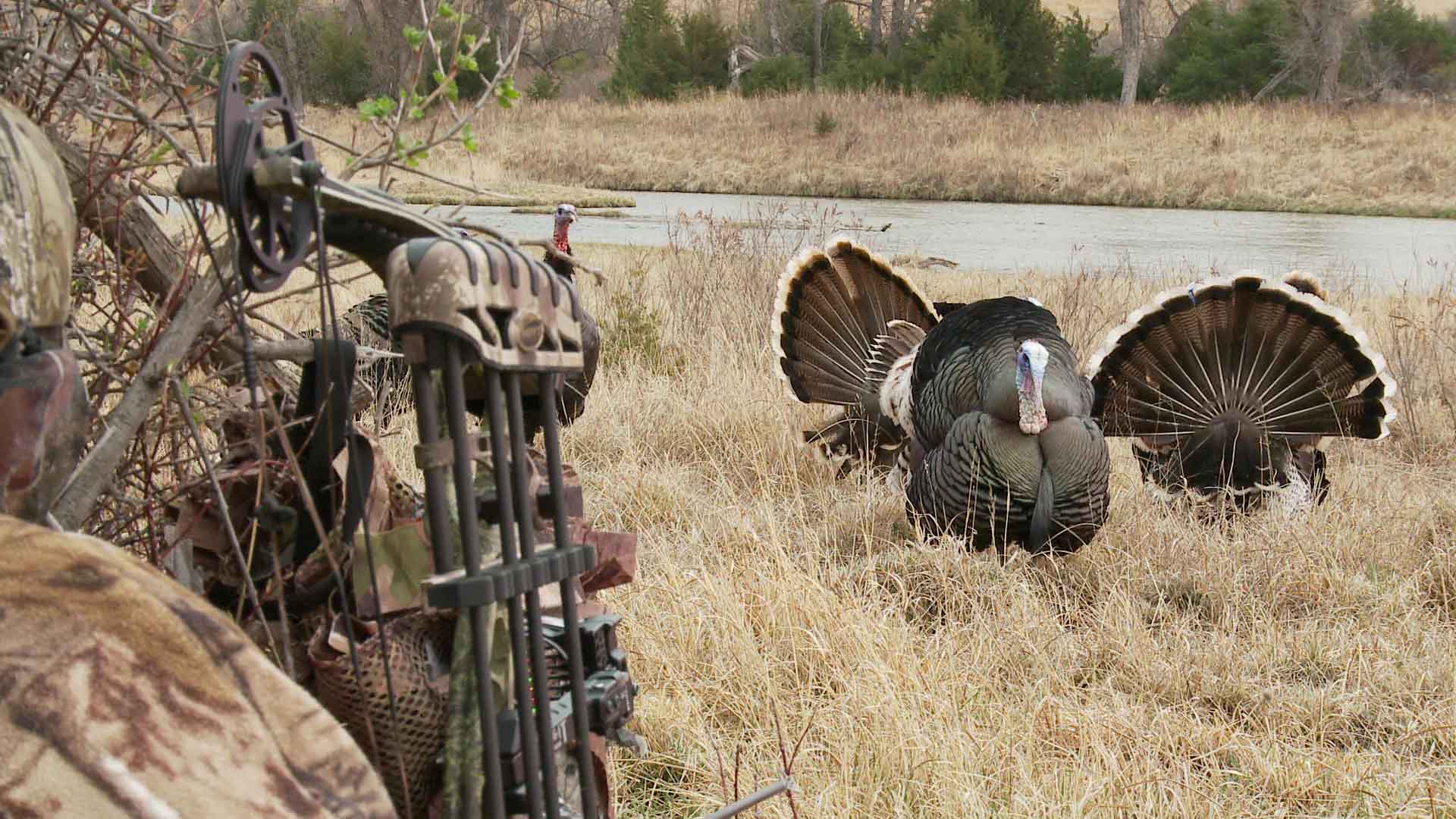  The Closest Bow Kill Turkey Ever Filmed Turkey Hunting Realtree