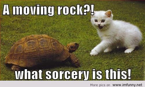 funny animals with sayings