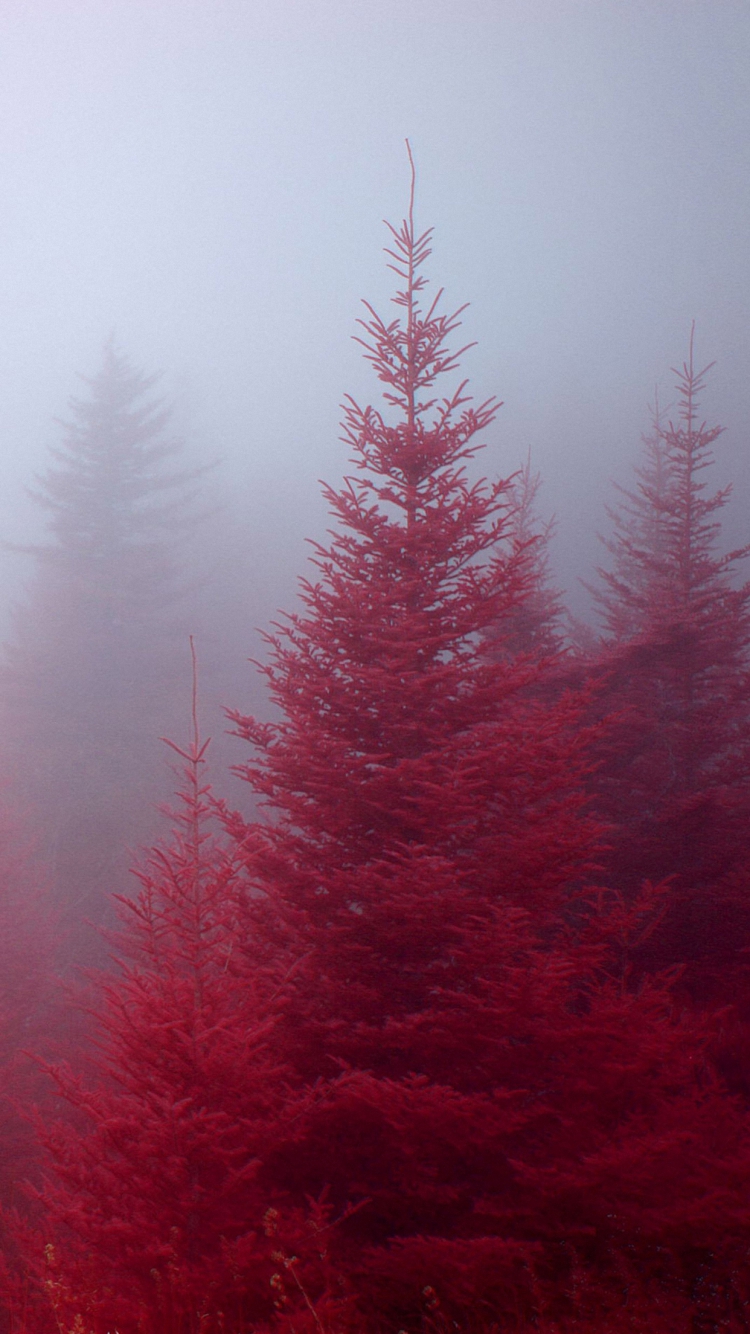 HD Beautiful Red Nature Forest iPhone Wallpaper