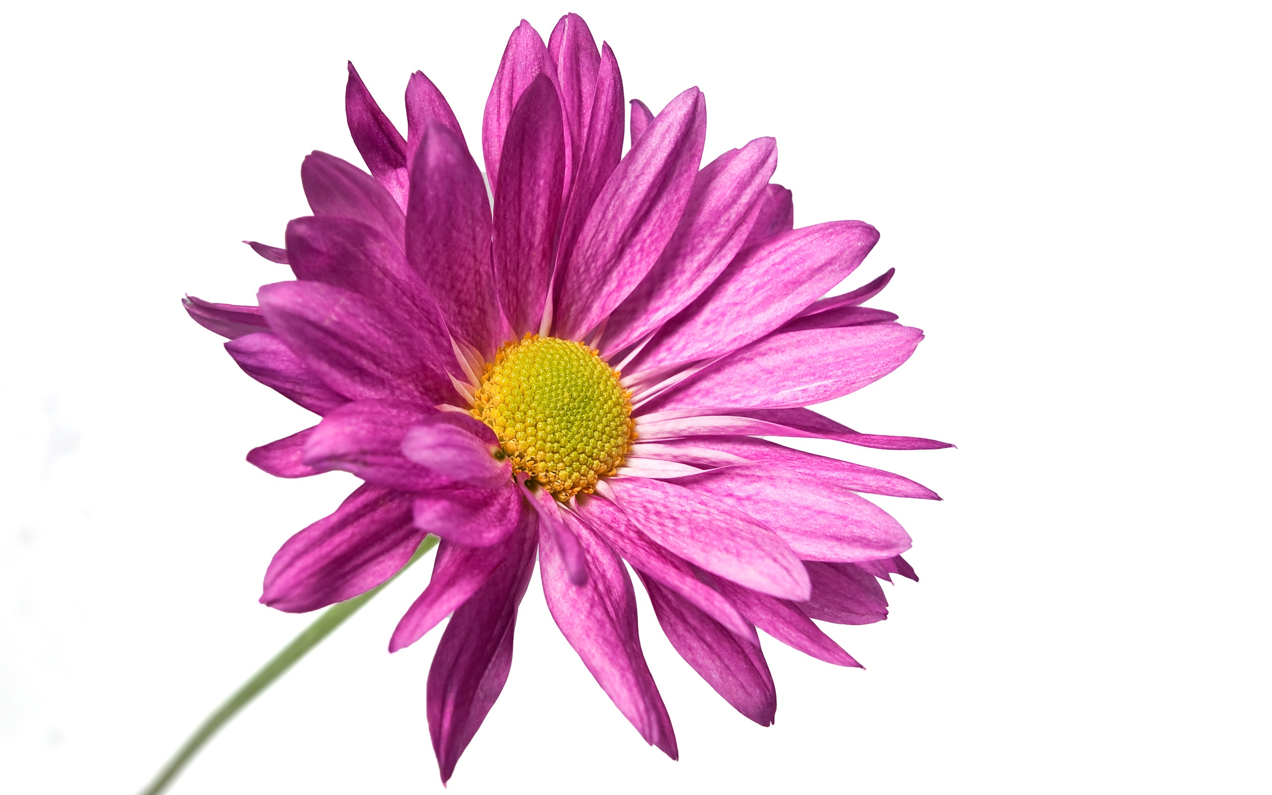 Purple Flower Isolated O White Background And Photo