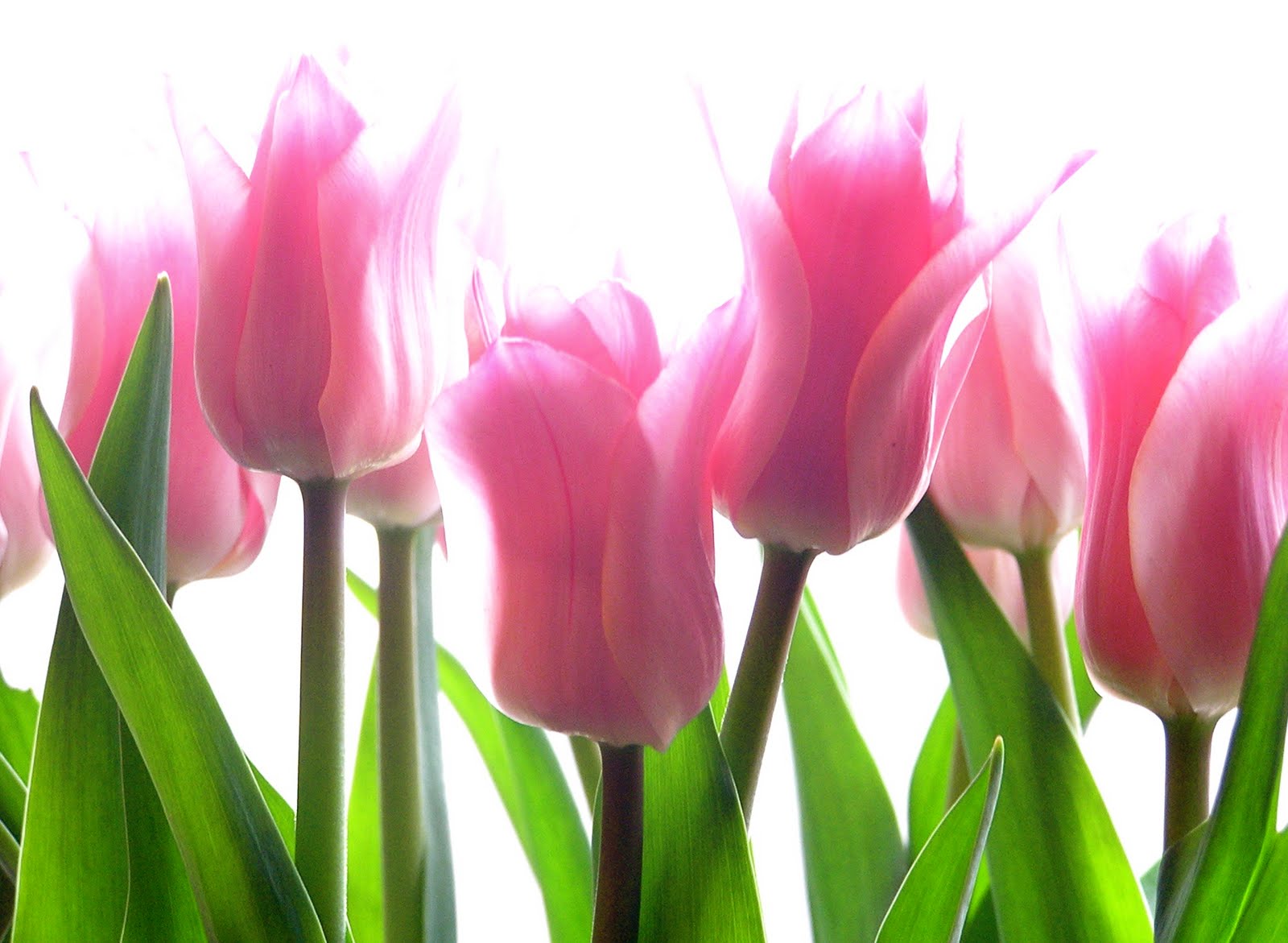 Pink Tulip Flowers HD Wallpaper