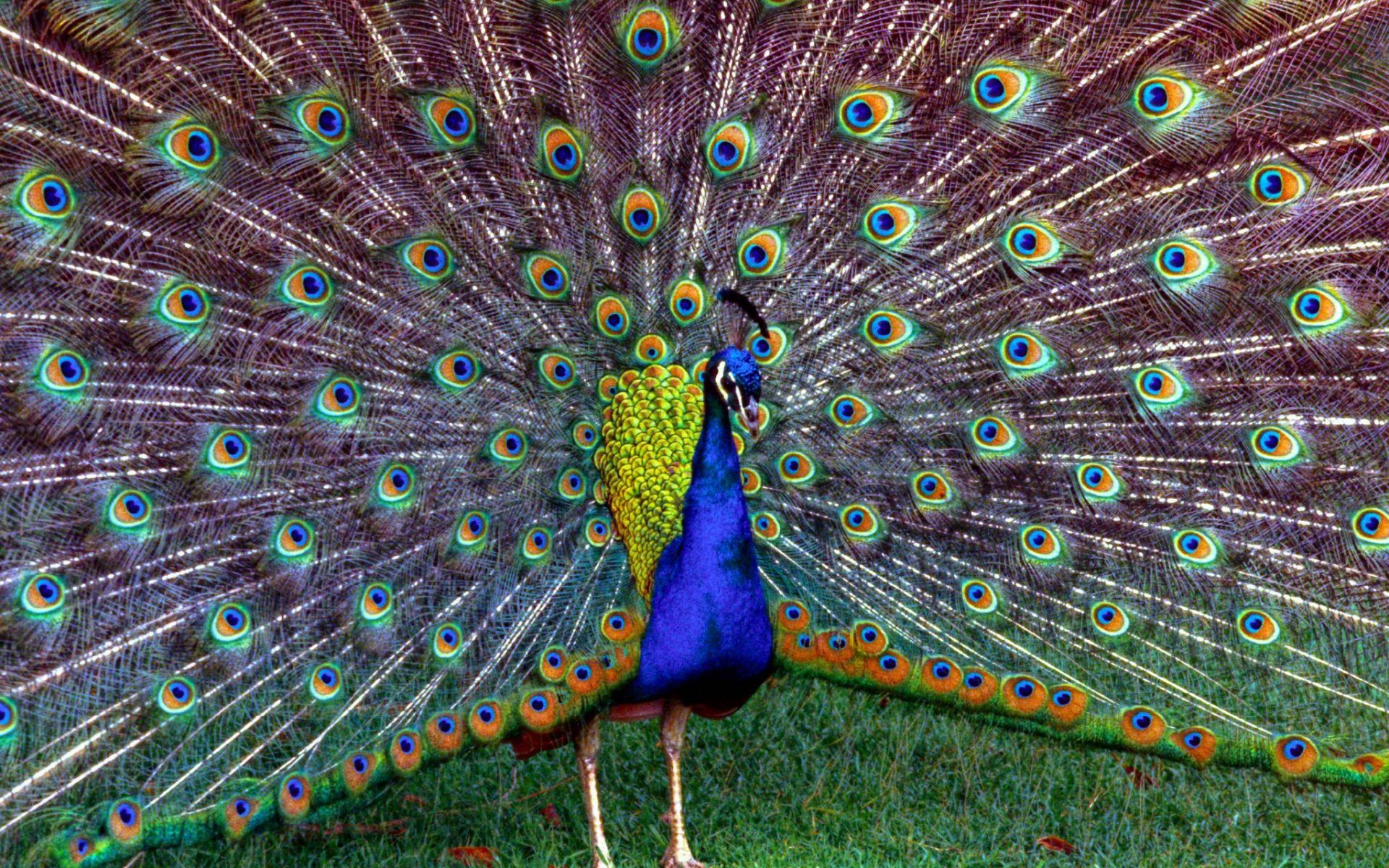 Desktop Peacock HD Wallpaper