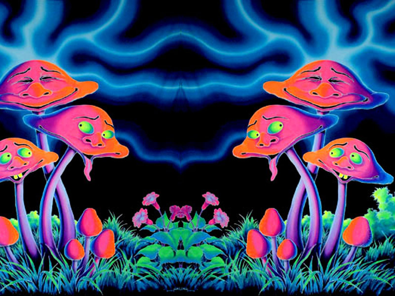 Colorful Mushrooms In A Dark Forest Background Trippy Mushroom Pictures  Background Image And Wallpaper for Free Download