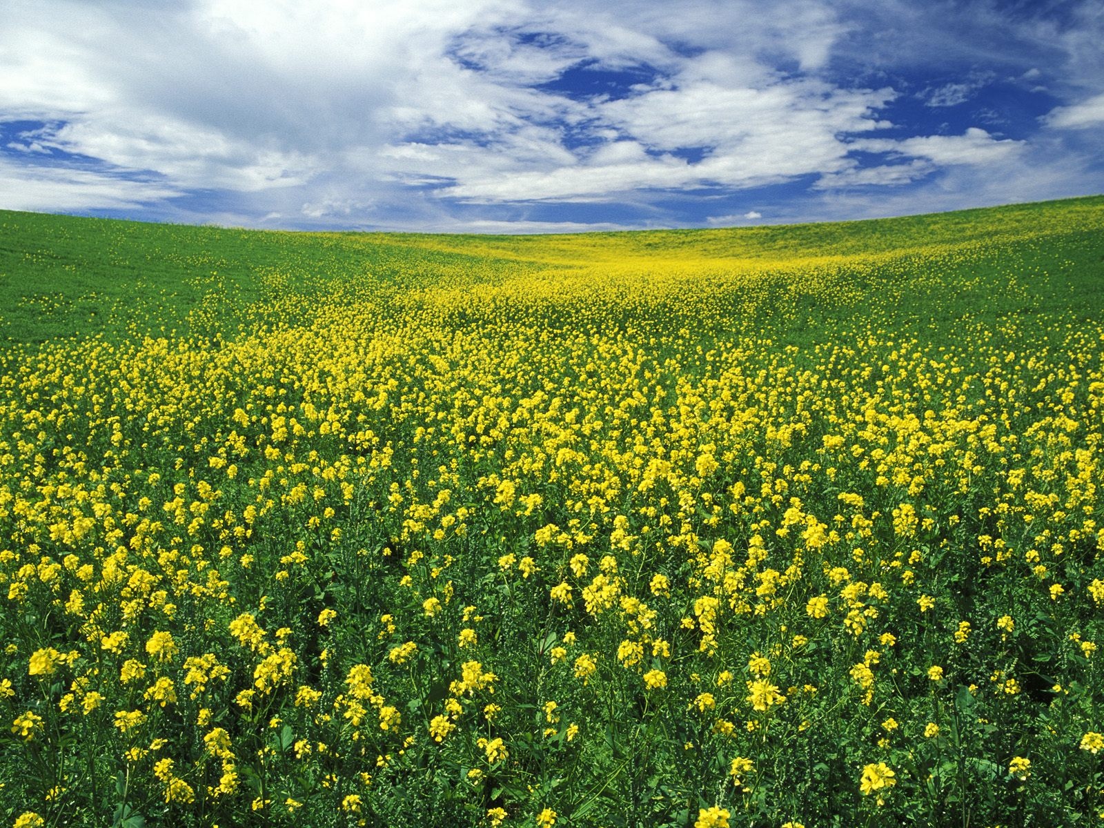 Yellow Field Desktop Wallpaper Background