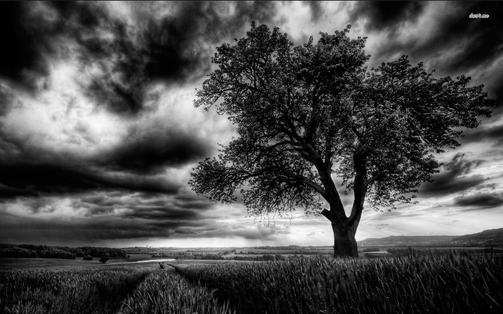 Dark Tree On The Field B W Photography Wallpaper