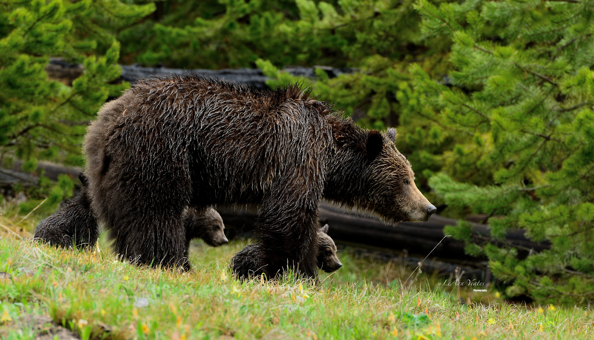 Grizzly Bears Bear Cubs Wallpaper Background