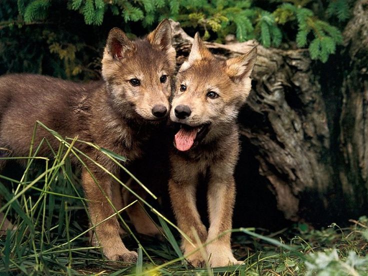 Cute Wolf Pups Wallpaper And Background Of