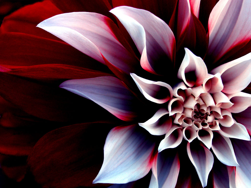 Wallpaper Flower Background Desktop