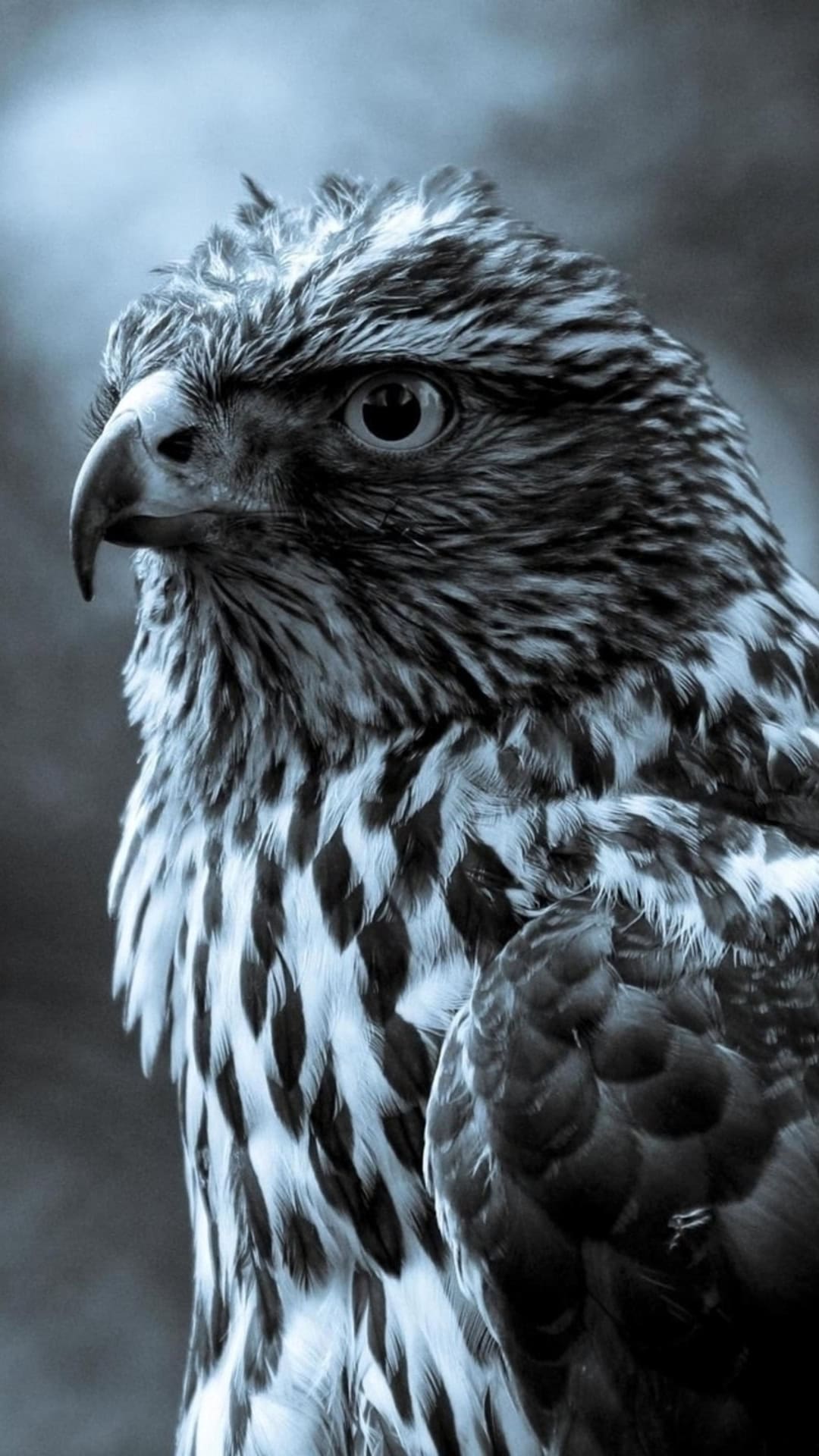 Animal iPhone Wallpaper