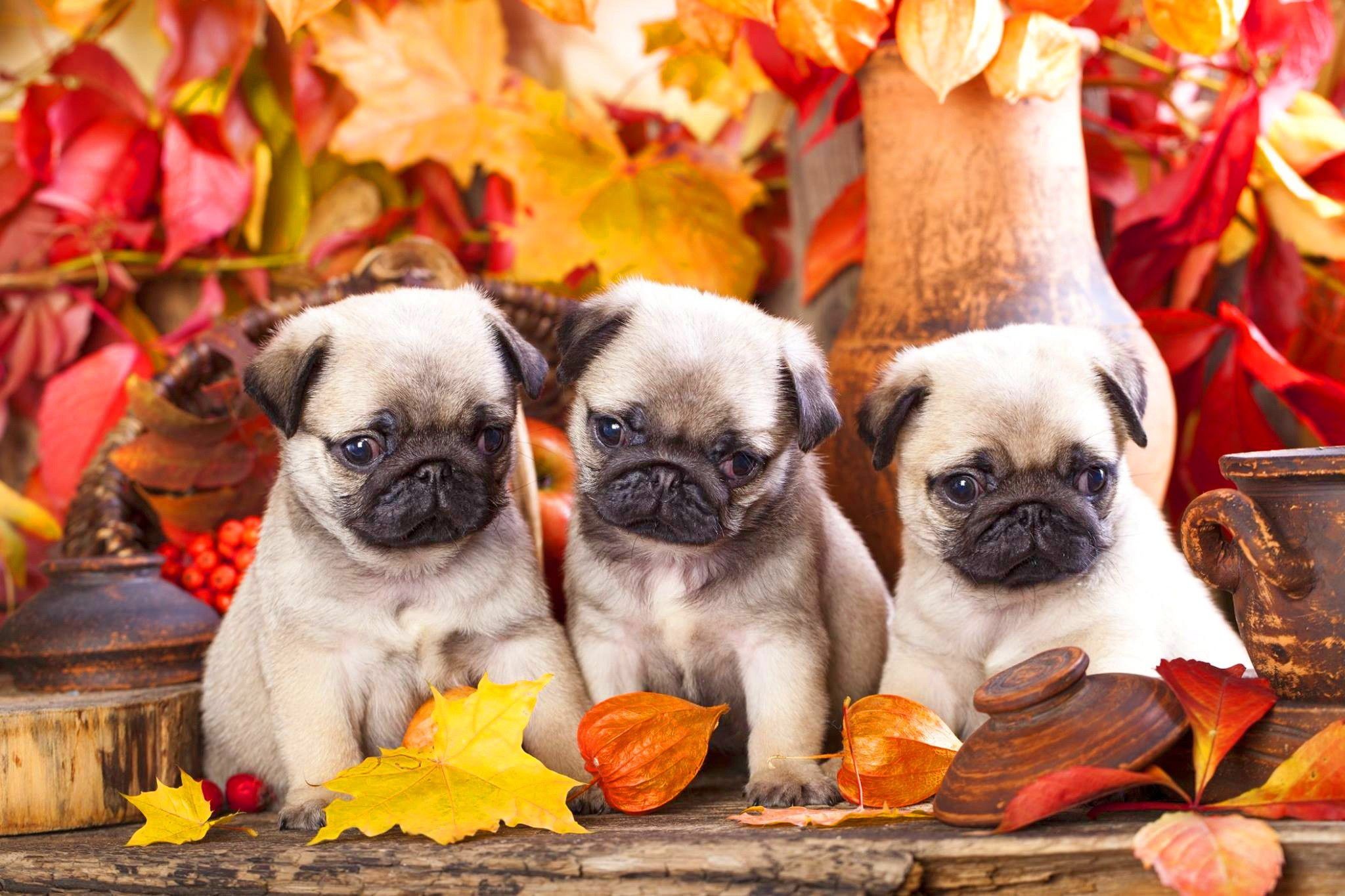 Pug Puppies Wallpaper