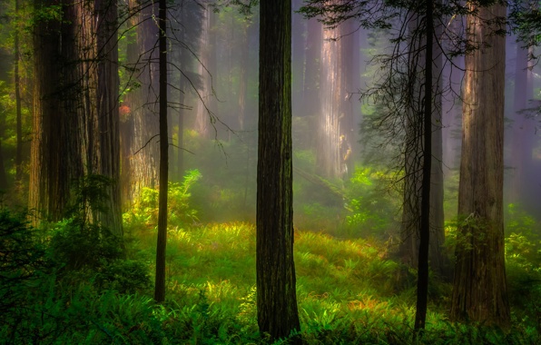 Wallpaper Usa California Redwood National Park Forest