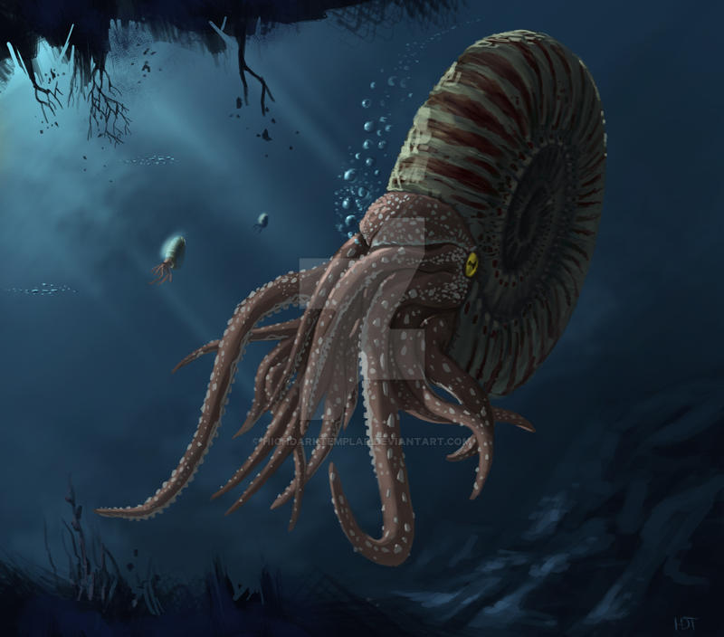 Ammonite By HigHDarktemplar Wallpaper
