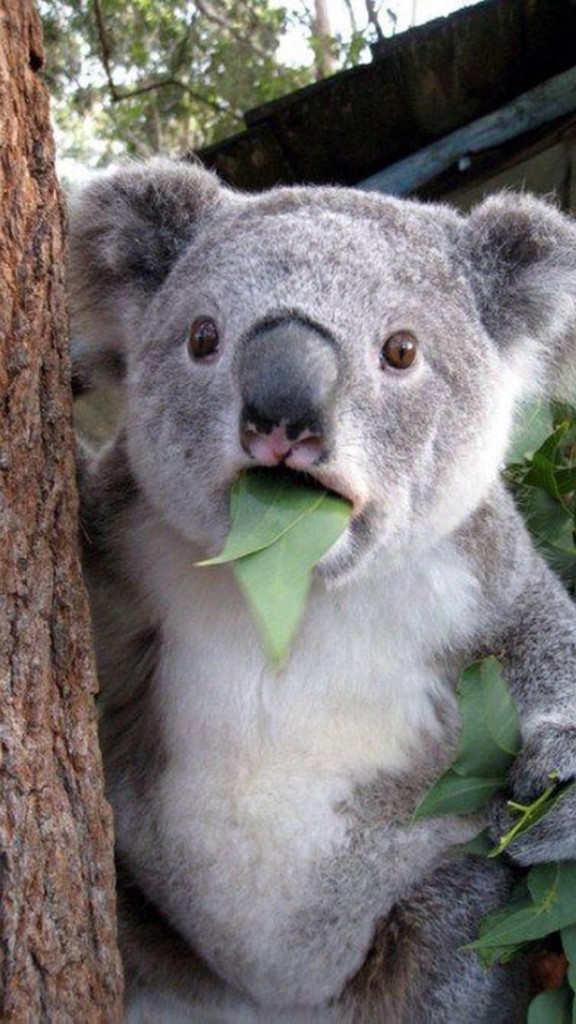 Cute Koala Wallpaper iPhone