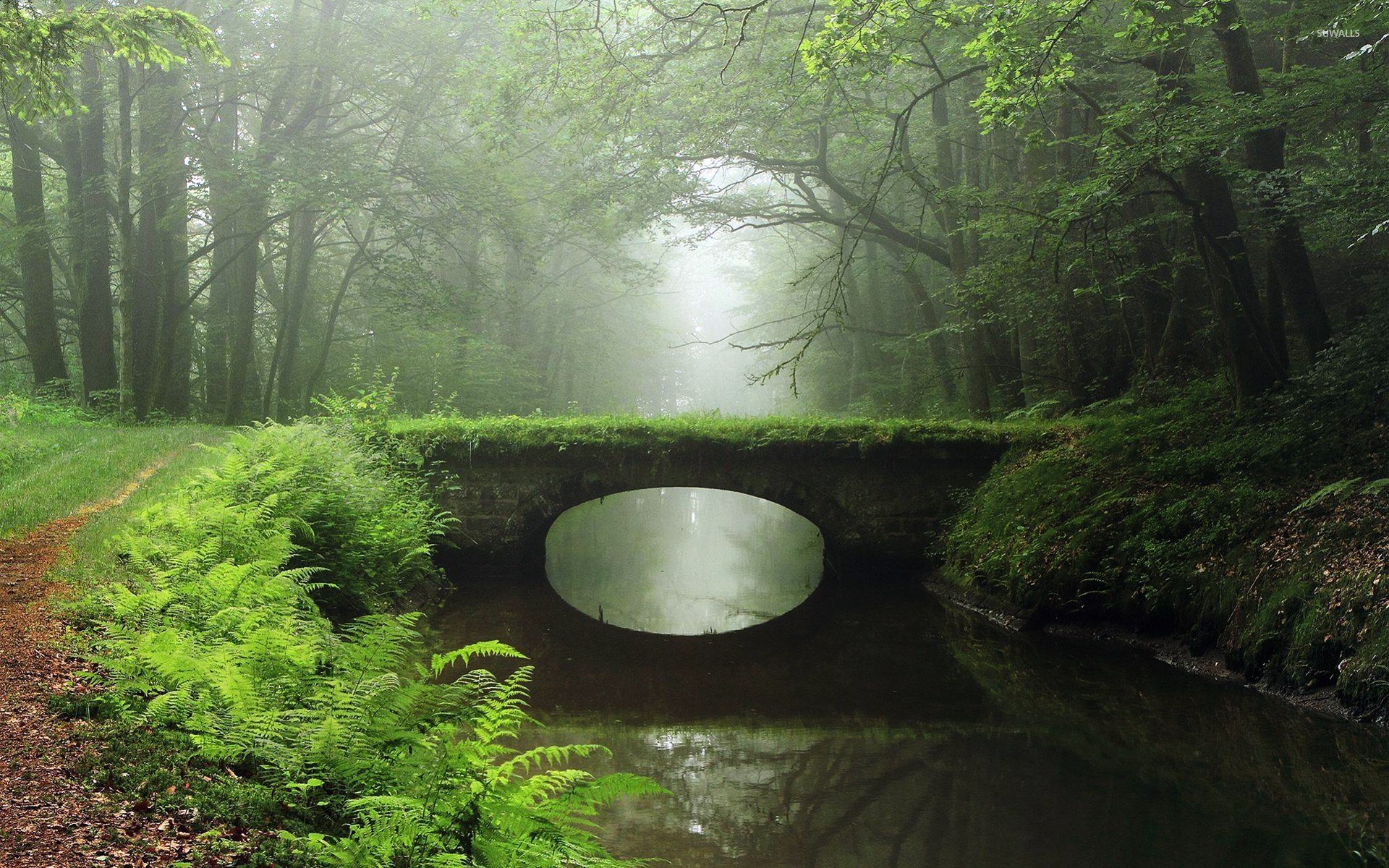 Overgrown Bridge In The Foggy Woods Wallpaper Nature