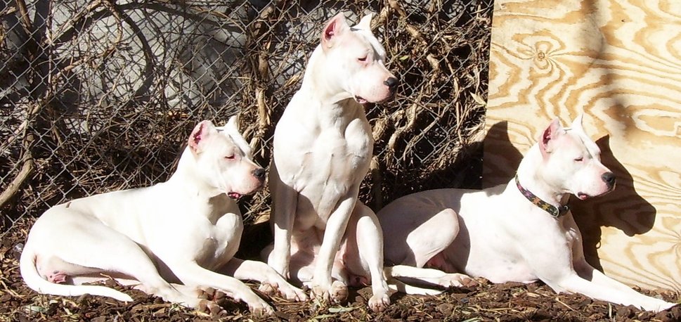 Dogo Argentino Wallpaper HD