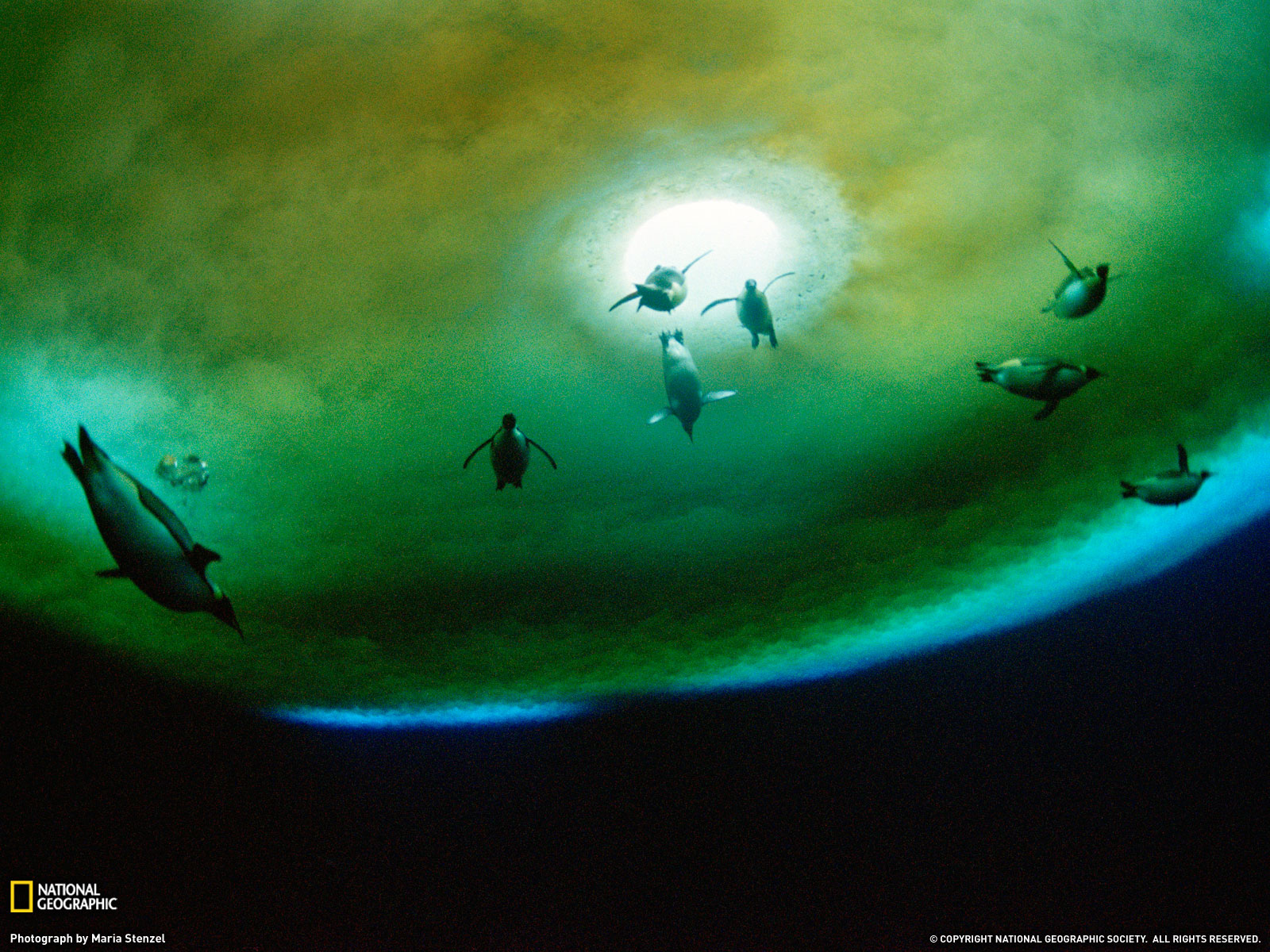 Penguins Under Water Photo Antarctica Wallpaper National Geographic