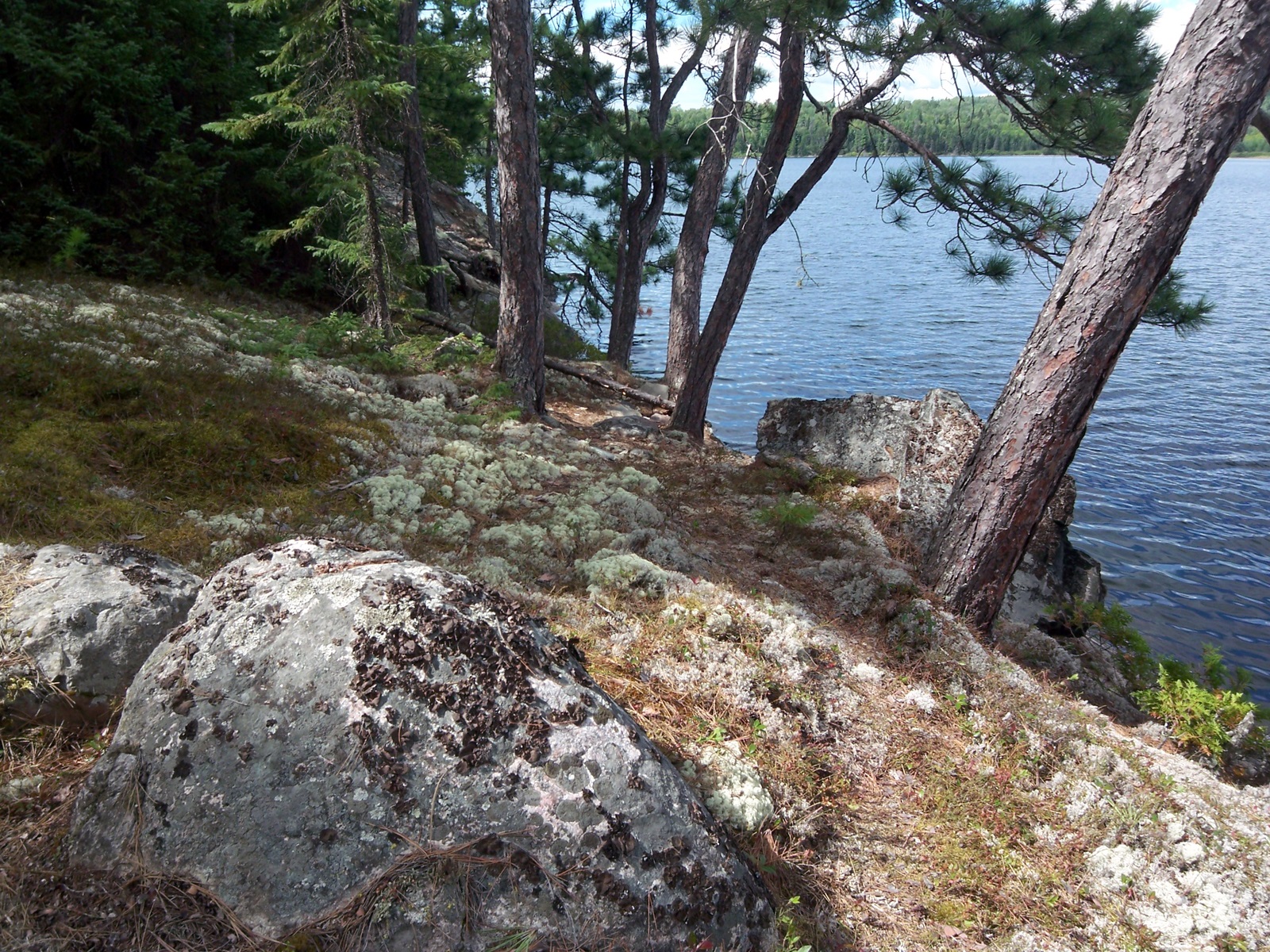 Lake Temagami Walking With Wolf