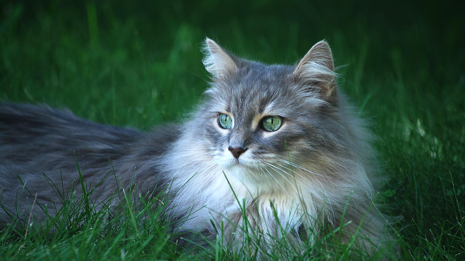 Cat On Grass Background