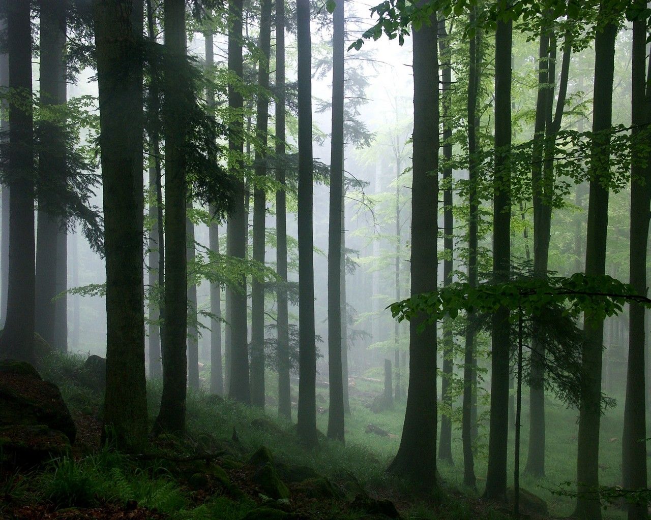 Foggy Rain Forest HD Jungle Wallpaper