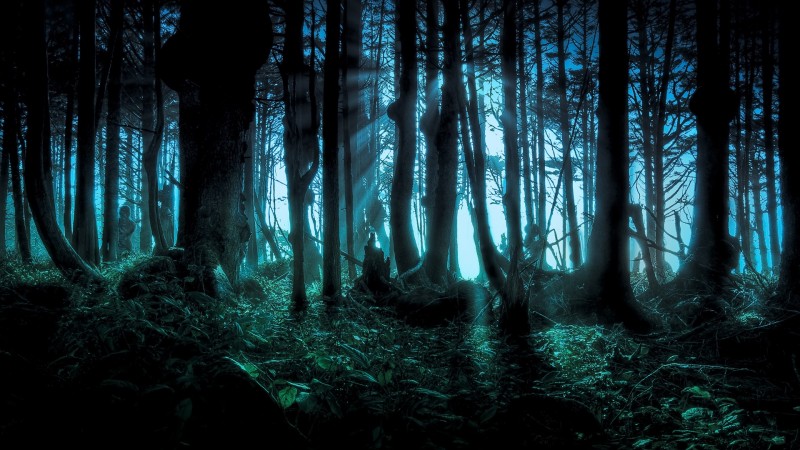 Enchanted Forest Transports You To A Deep Dark European Where