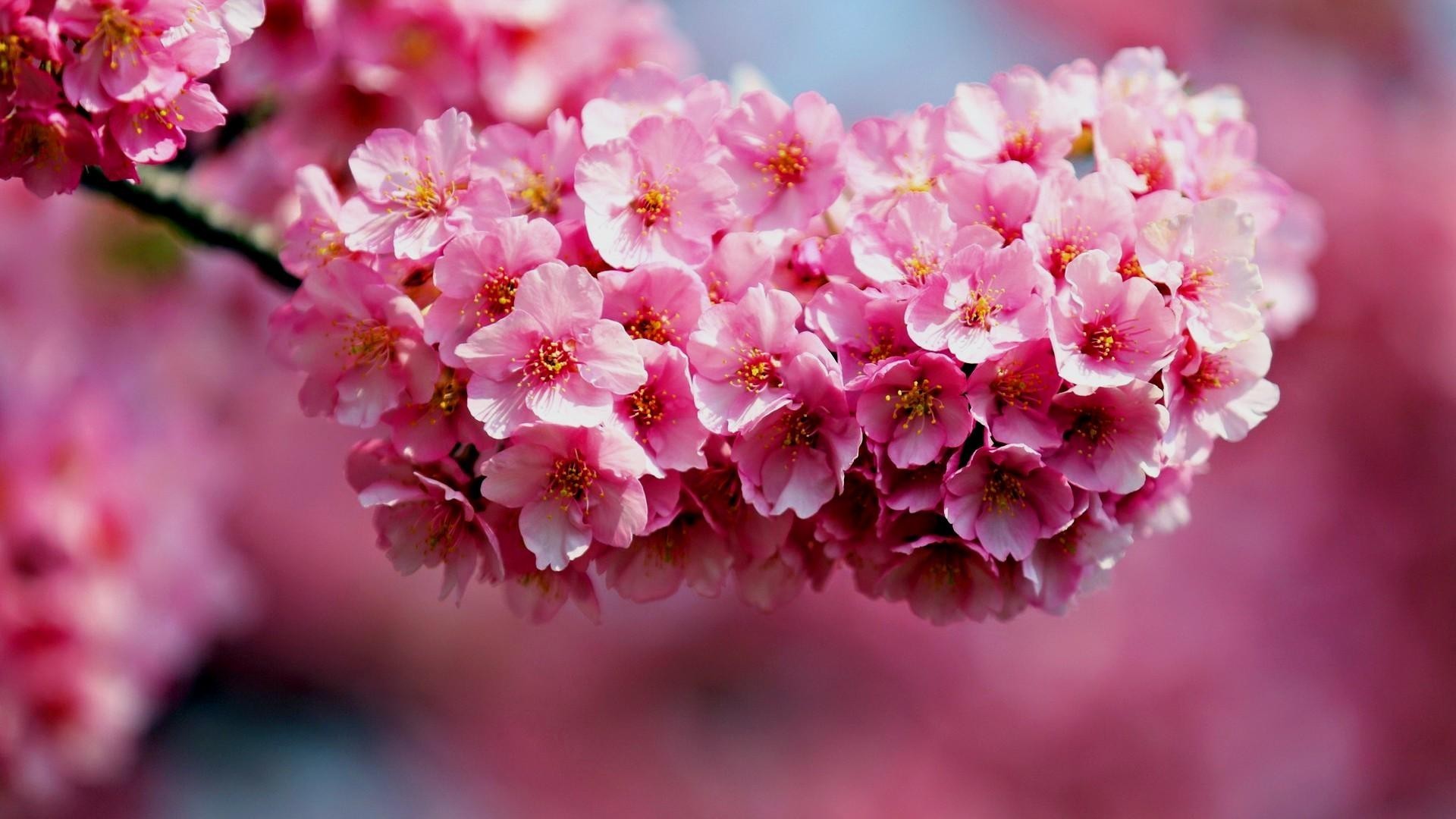 Flowers For Desktop Background Wallpaper