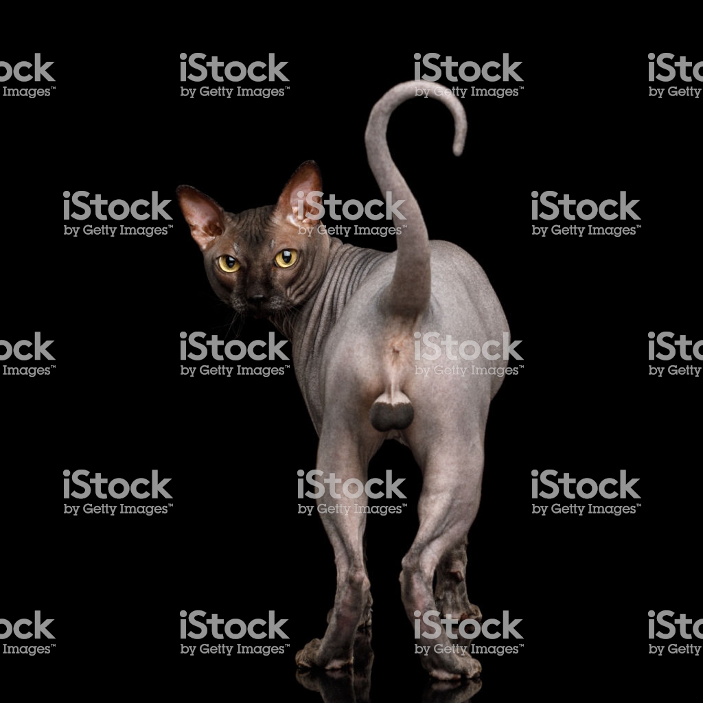 Funny Sphynx Cat On Isolated Black Background Stock Photo