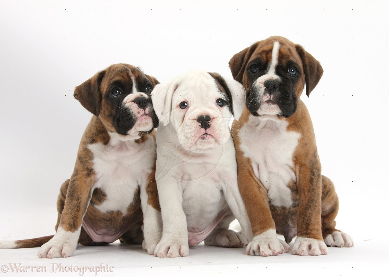 Desktop Boxer Puppies Image Photos