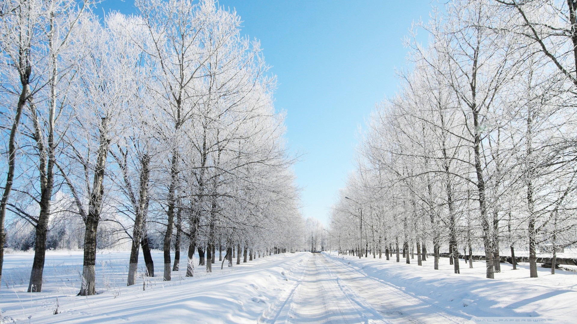Falling Snow Wallpaper