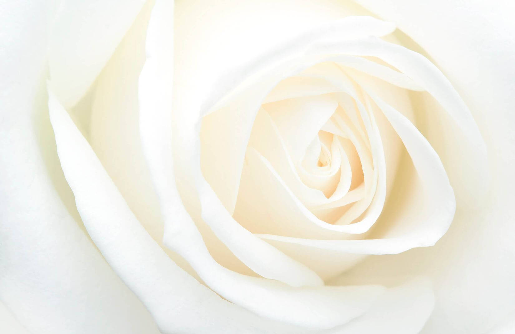 Solid White Wallpaper