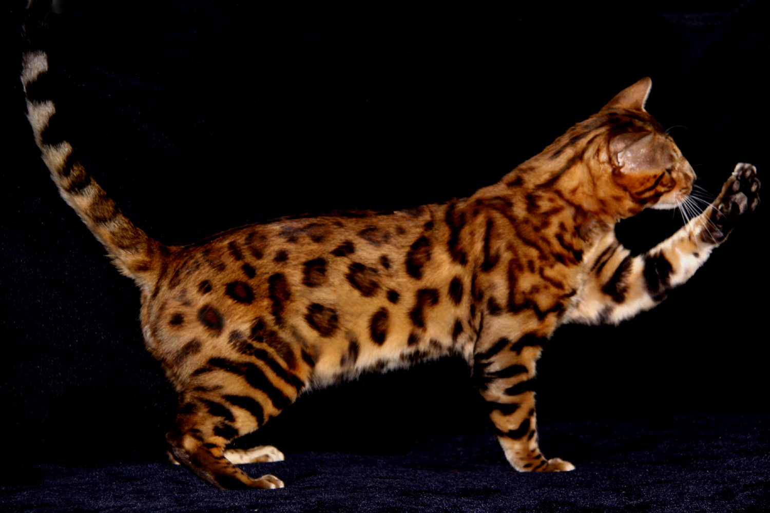 The Bengal Cat Is A New Kind Of Which Was First Introduced In
