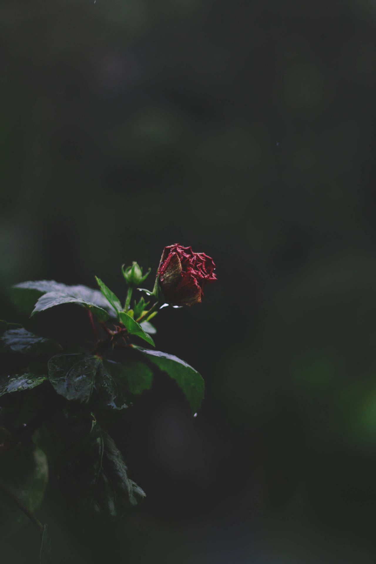 Girly Lock Screen iPhone Wallpaper