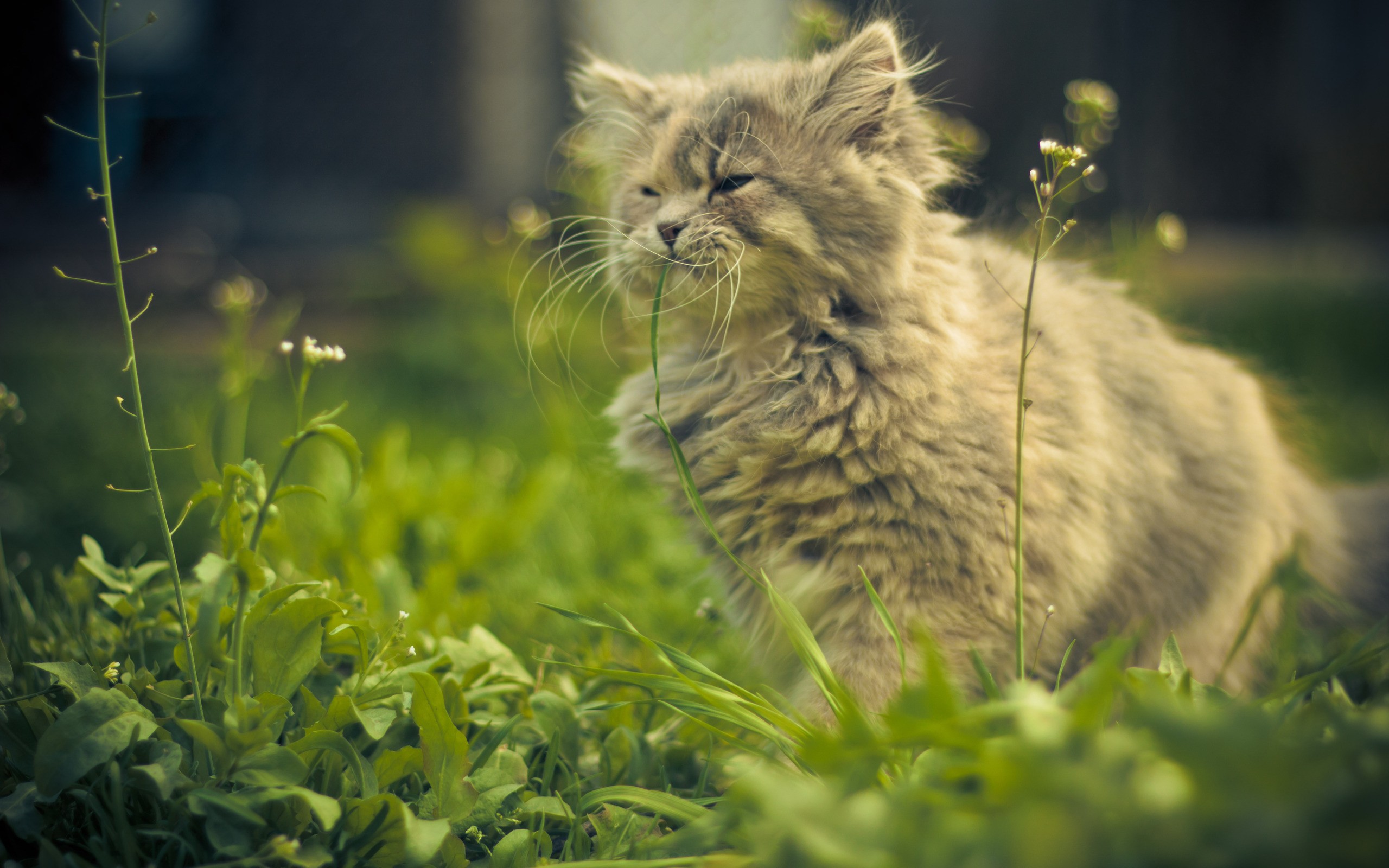 House Cat Outdoors Google Themes Wallpaper