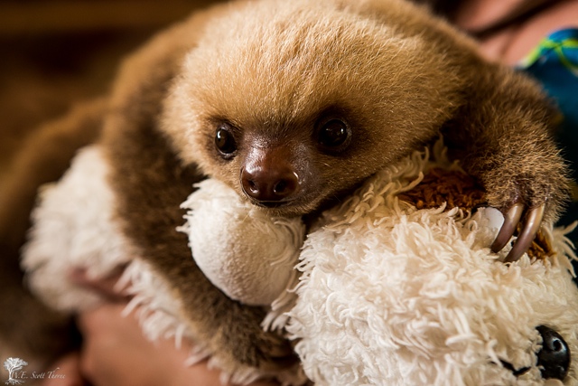 sloth cute wallpaper