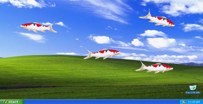Moving Koifish Wallpaper Shows Many Very Realistic From