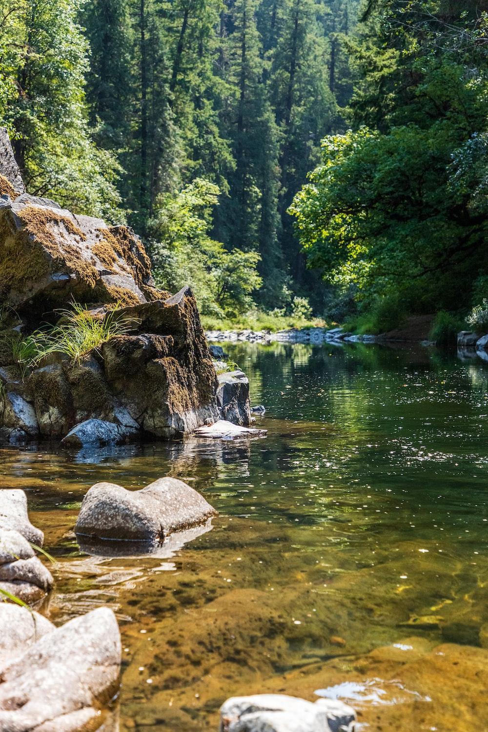 Green Trees Beside River During Daytime Photo Water Image