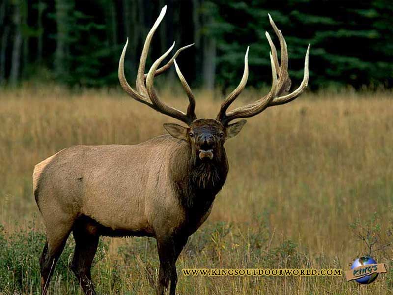 elk hunting wallpaper