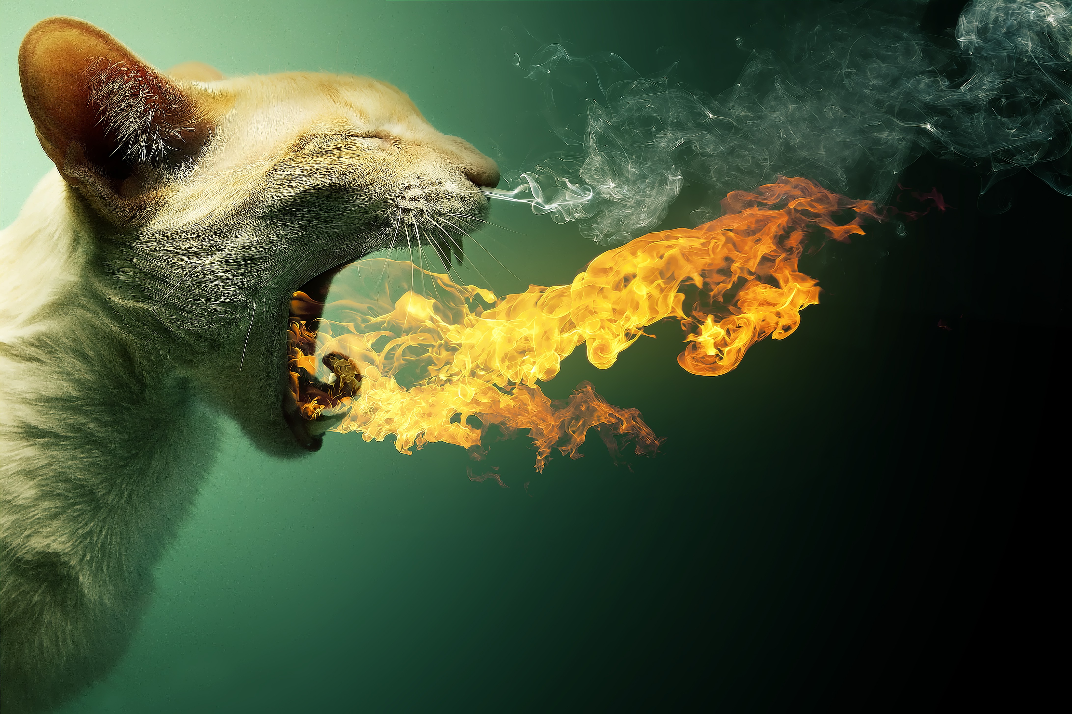Animals Fire Cat Wallpaper HD Desktop And Mobile Background
