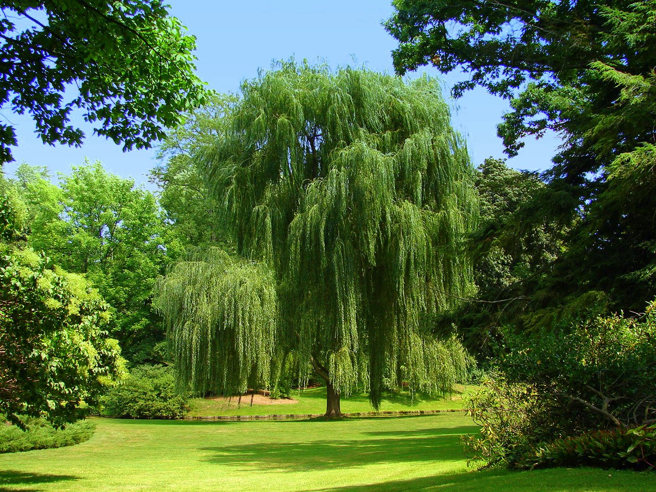 Weeping Willow Tree Wallpaper This Gorgeous