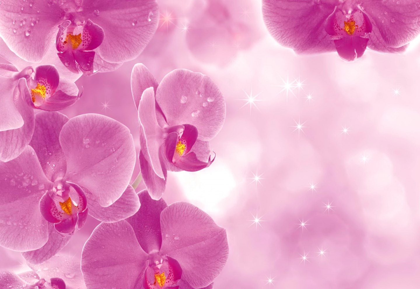 Pretty Pink Orchids Desktop Background Designs