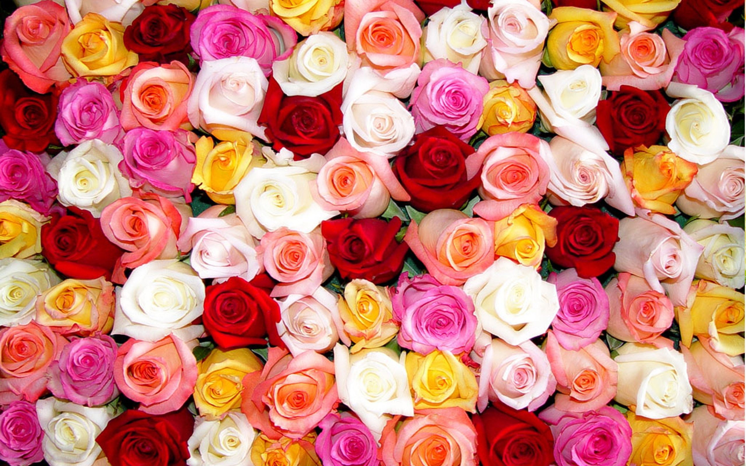 [39+] Color Roses Wallpaper HD | WallpaperSafari.com