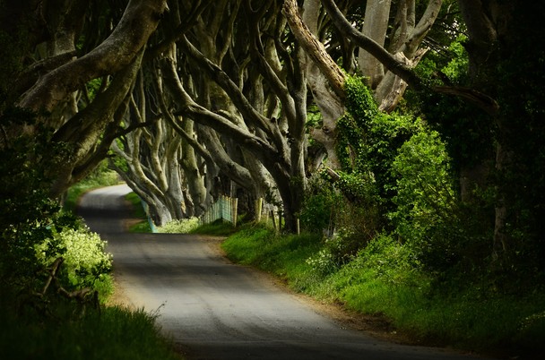 The Dark Hedges Ireland Traveler Photo Contest National