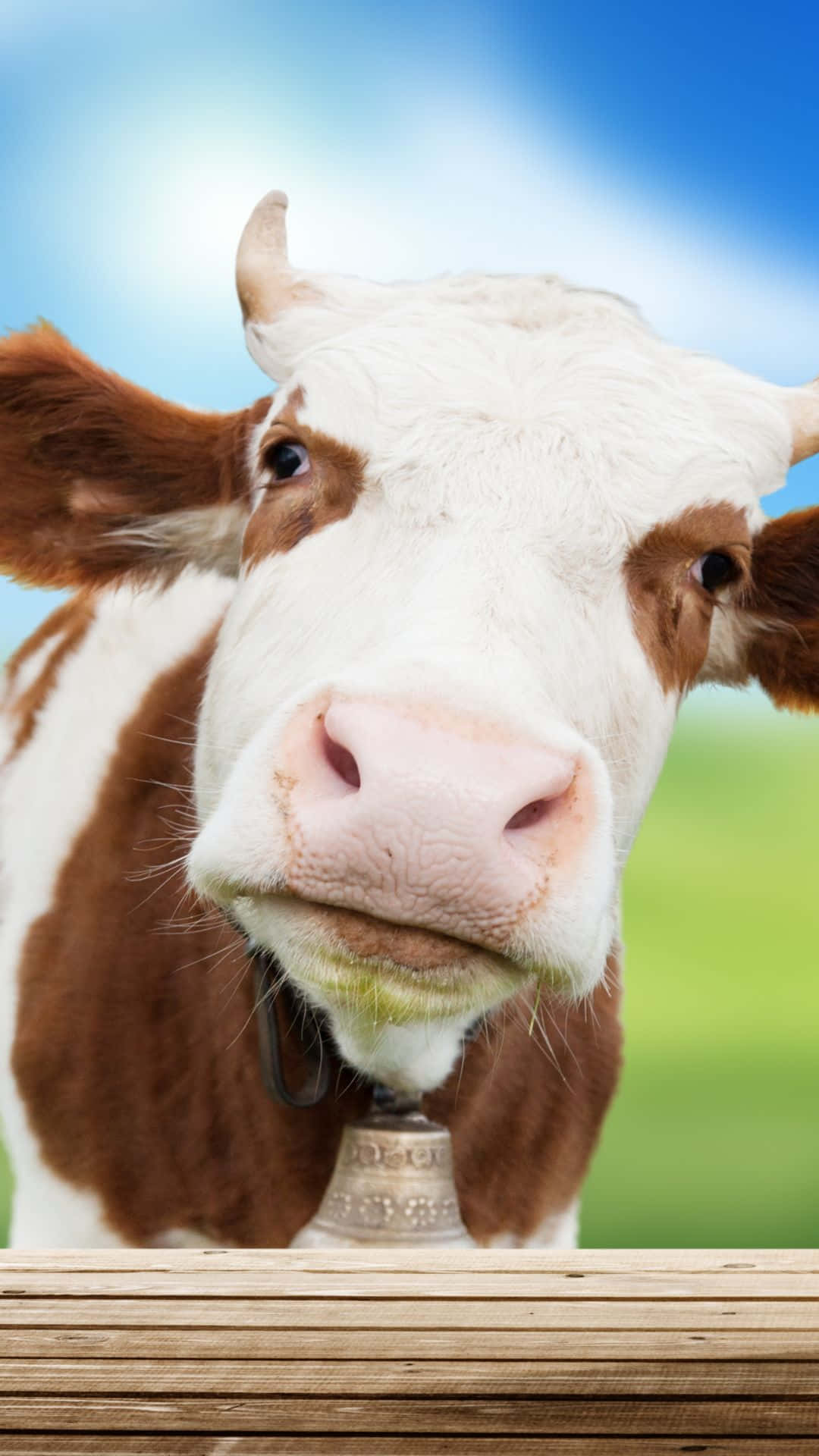 Cow iPhone Wallpaper