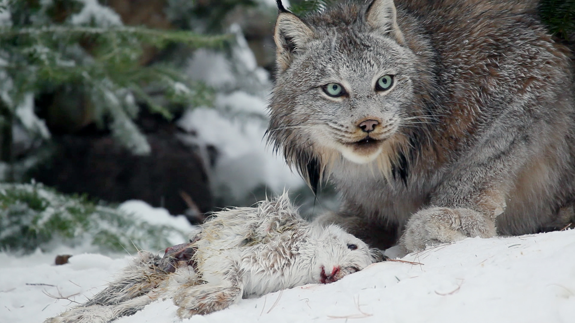 The Canadian Lynx   Revolution