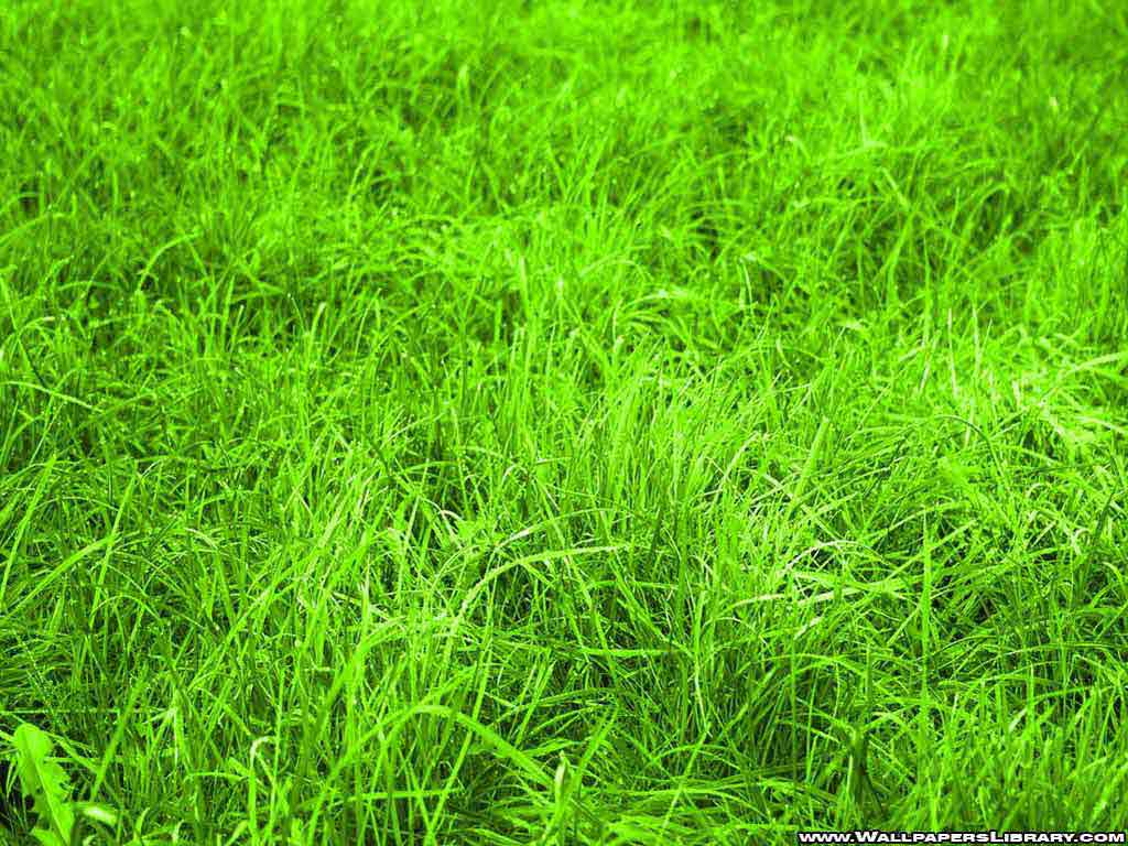 Green Grass Wallpapers Your Title