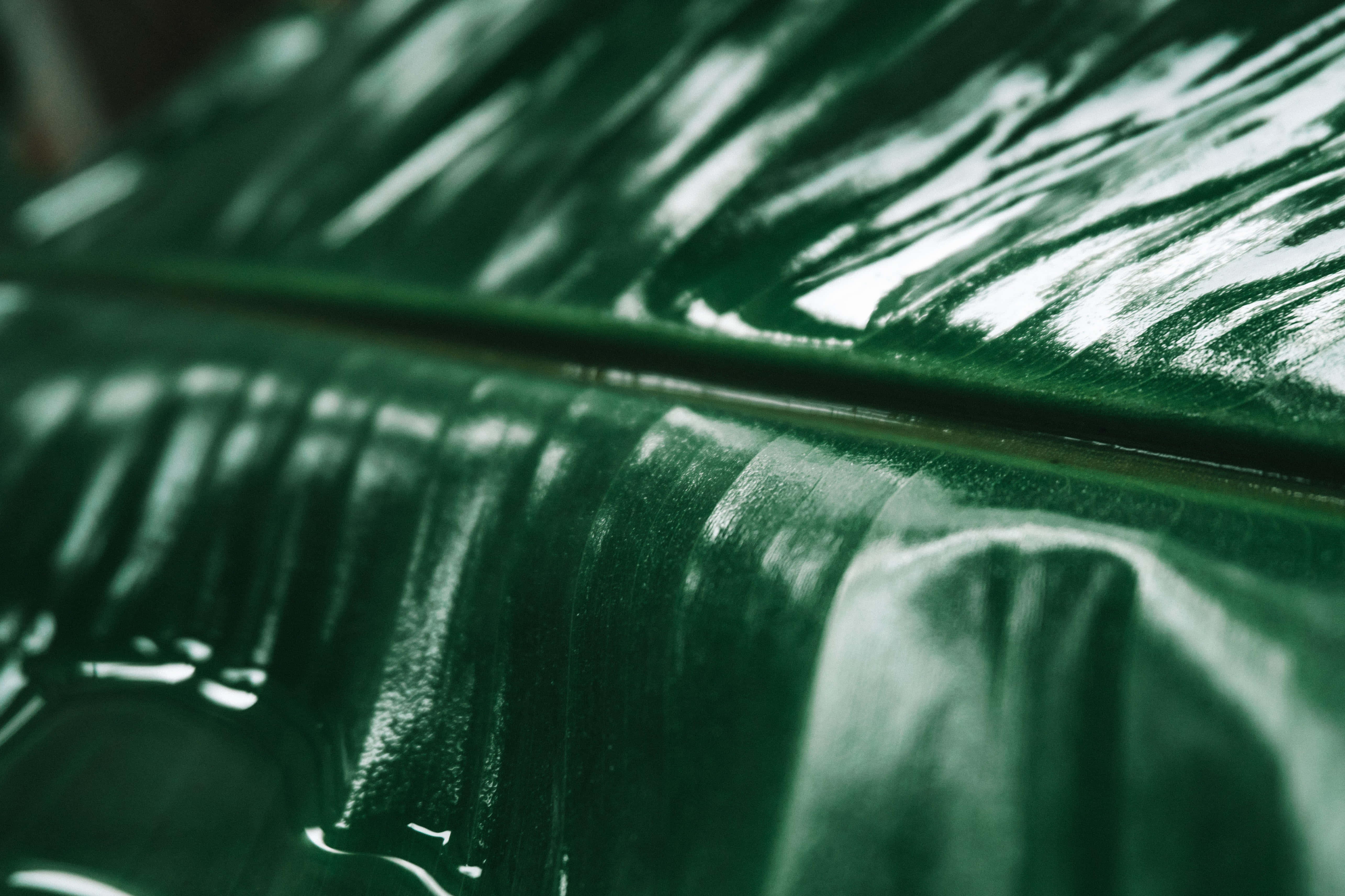 Banana Leaf Background Wallpaper