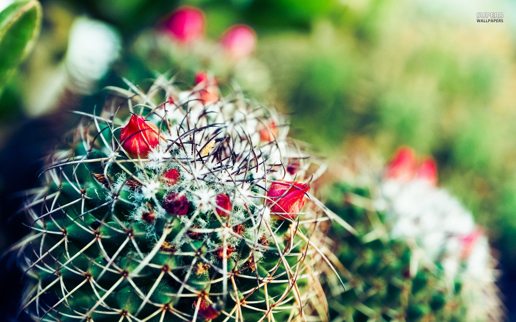 Cactus Wallpaper HD Pictures One